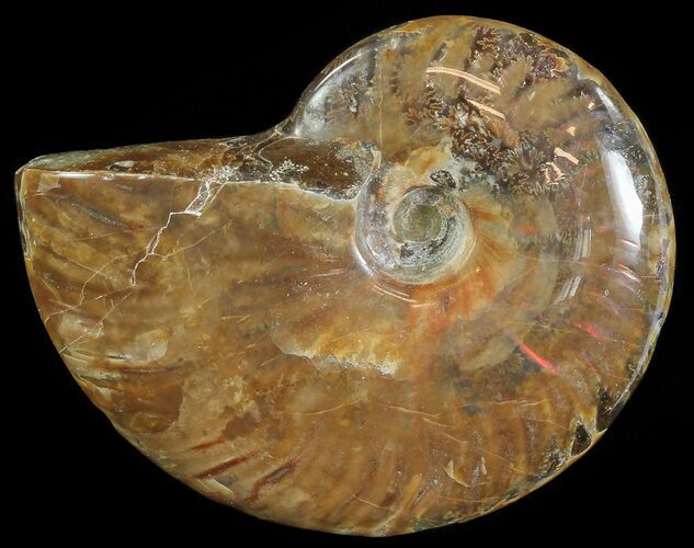 Flashy Red Iridescent Ammonite - Wide #66646